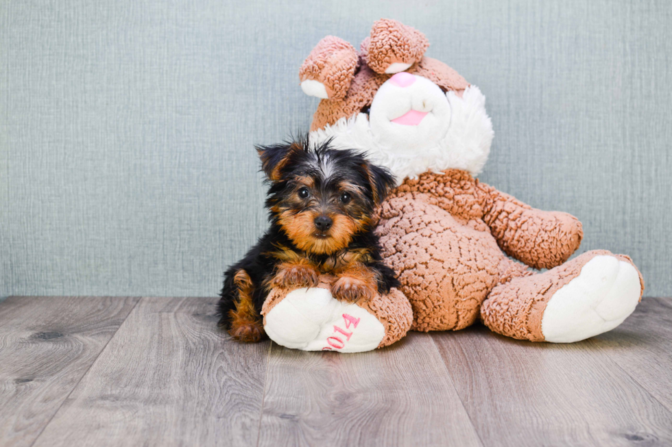 Meet Jeremy - our Yorkshire Terrier Puppy Photo 