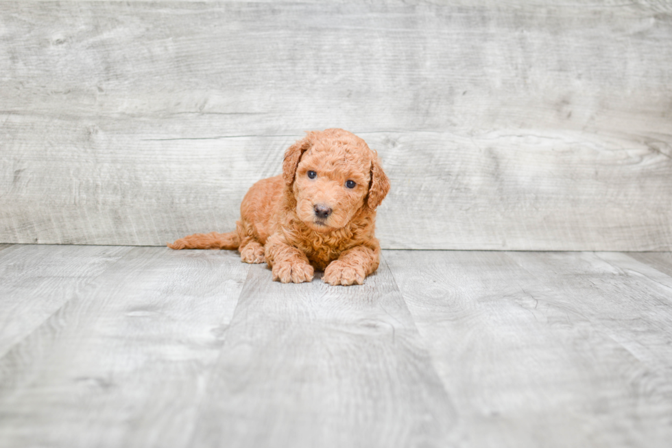 Mini Goldendoodle Pup Being Cute