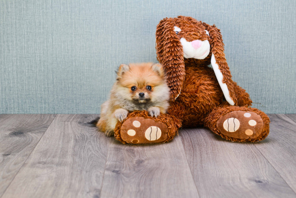 Cute Pomeranian Purebred Puppy