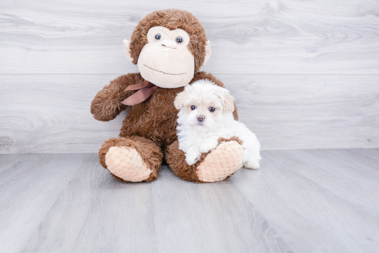 Fluffy Maltipoo Poodle Mix Pup