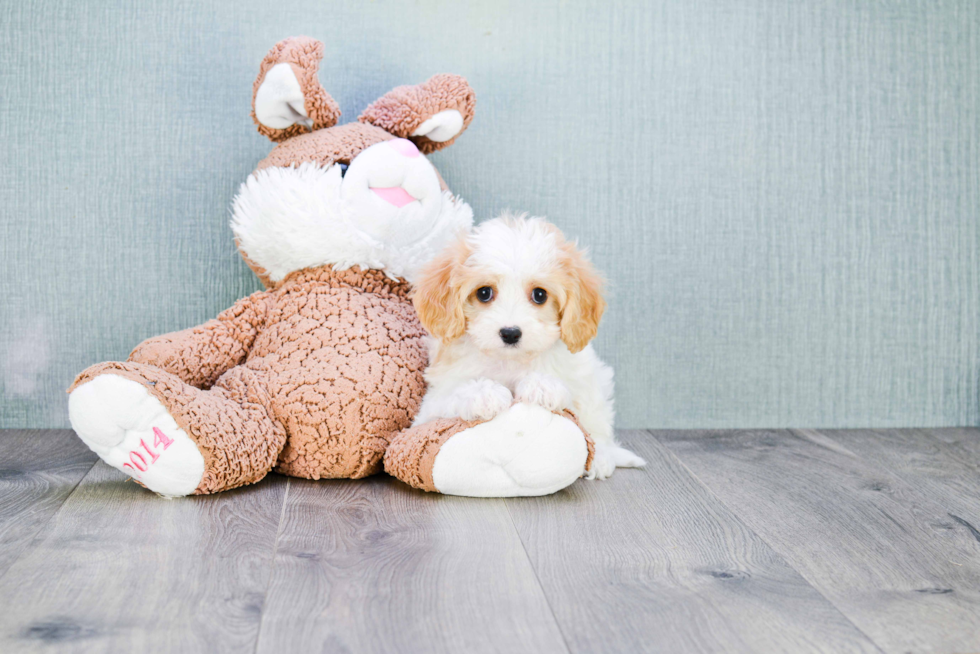 Cavachon Pup Being Cute