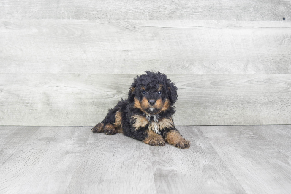 Fluffy Mini Bernedoodle Poodle Mix Pup