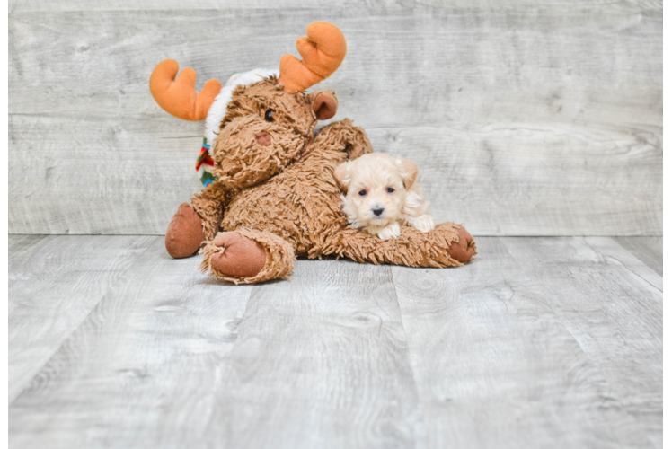 Energetic Maltese Poodle Poodle Mix Puppy