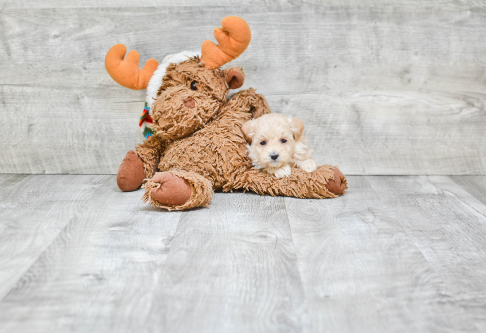 Energetic Maltese Poodle Poodle Mix Puppy