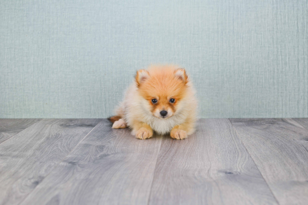 Little Pomeranian Baby