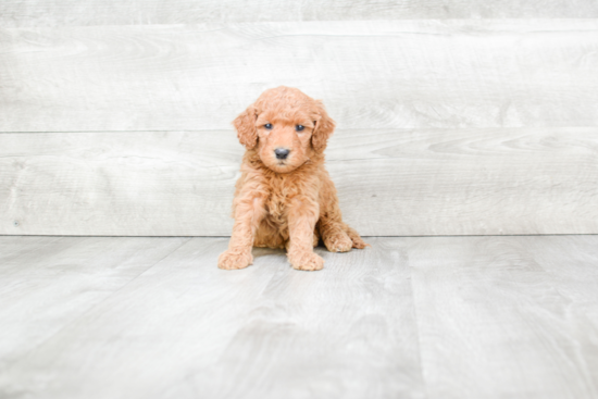 Best Mini Goldendoodle Baby