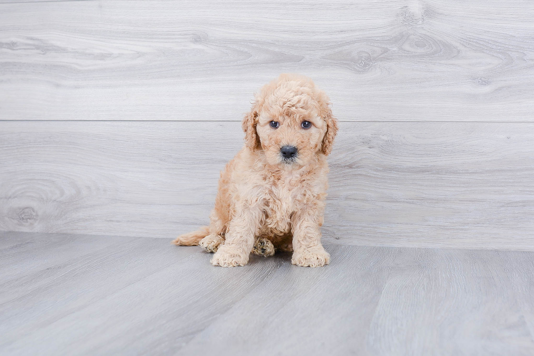 Small Mini Goldendoodle Baby