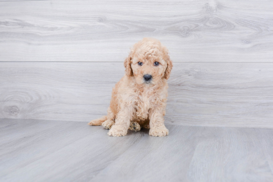 Small Mini Goldendoodle Baby