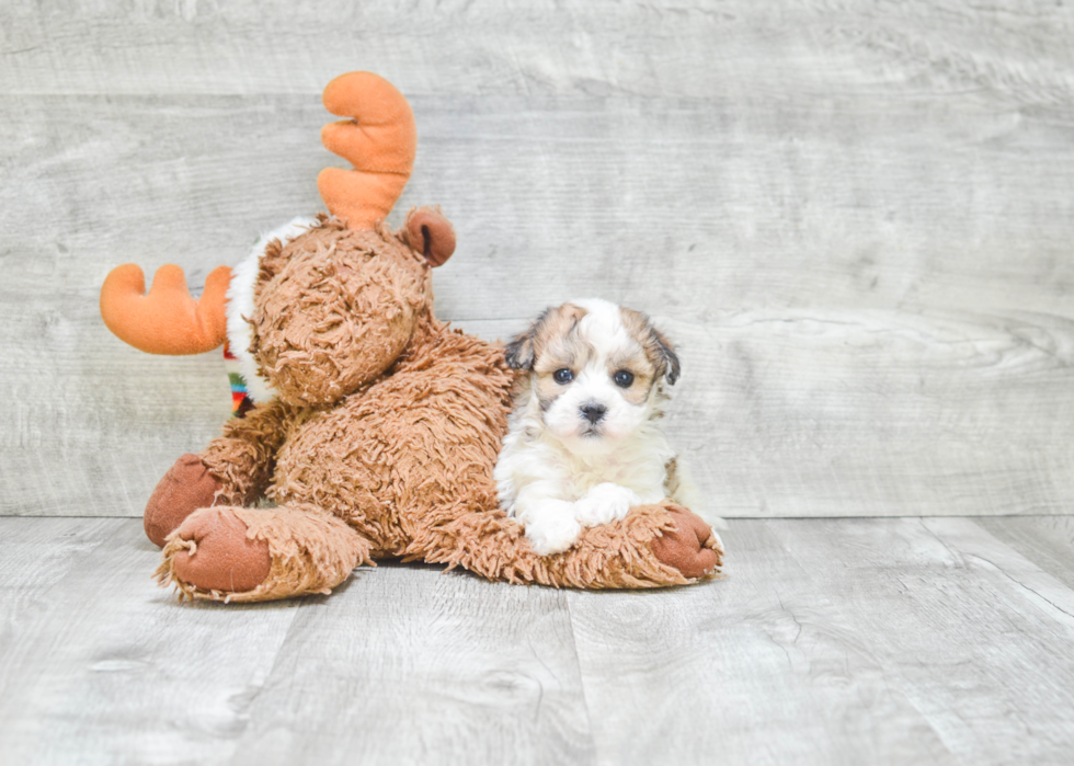 Havanese Pup Being Cute