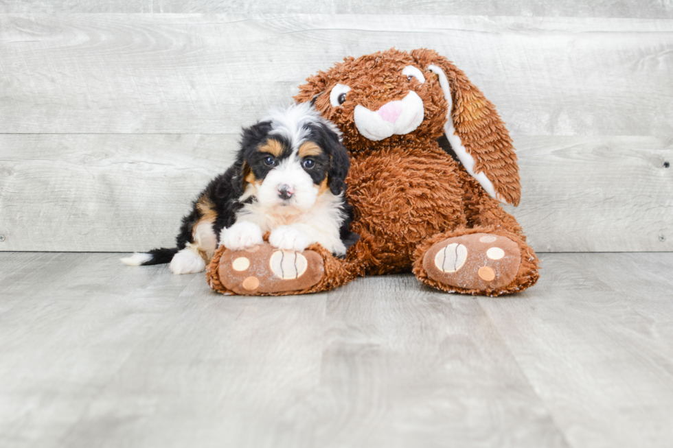 Friendly Mini Bernedoodle Baby