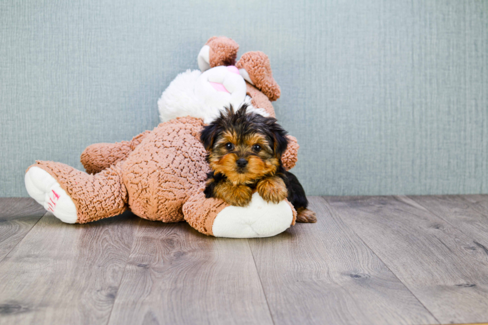 Meet Goldie - our Yorkshire Terrier Puppy Photo 