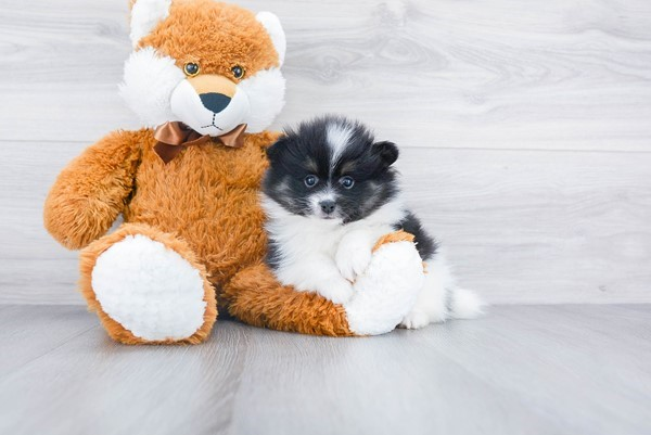 Pomeranian Puppy for Adoption