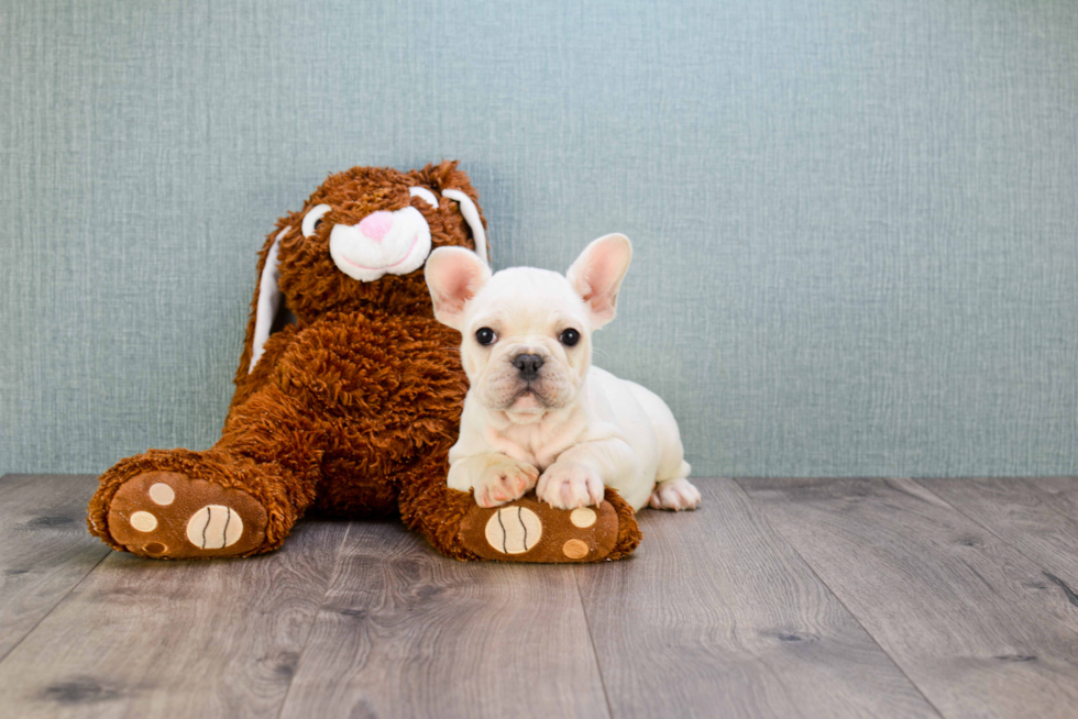 Friendly French Bulldog Purebred Pup