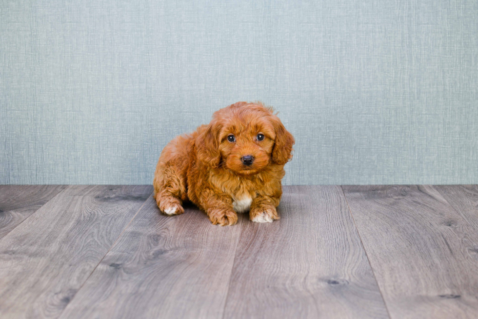 Smart Mini Goldendoodle Poodle Mix Pup