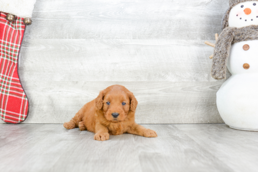 Playful Golden Retriever Poodle Mix Puppy