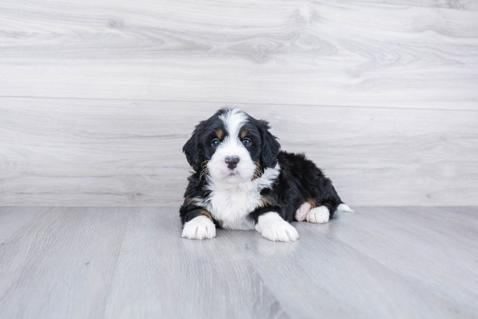 Adorable Mini Berniedoodle Poodle Mix Puppy