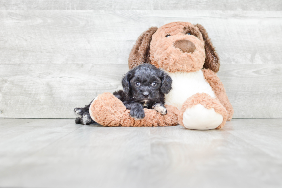 Adorable Cavoodle Poodle Mix Puppy