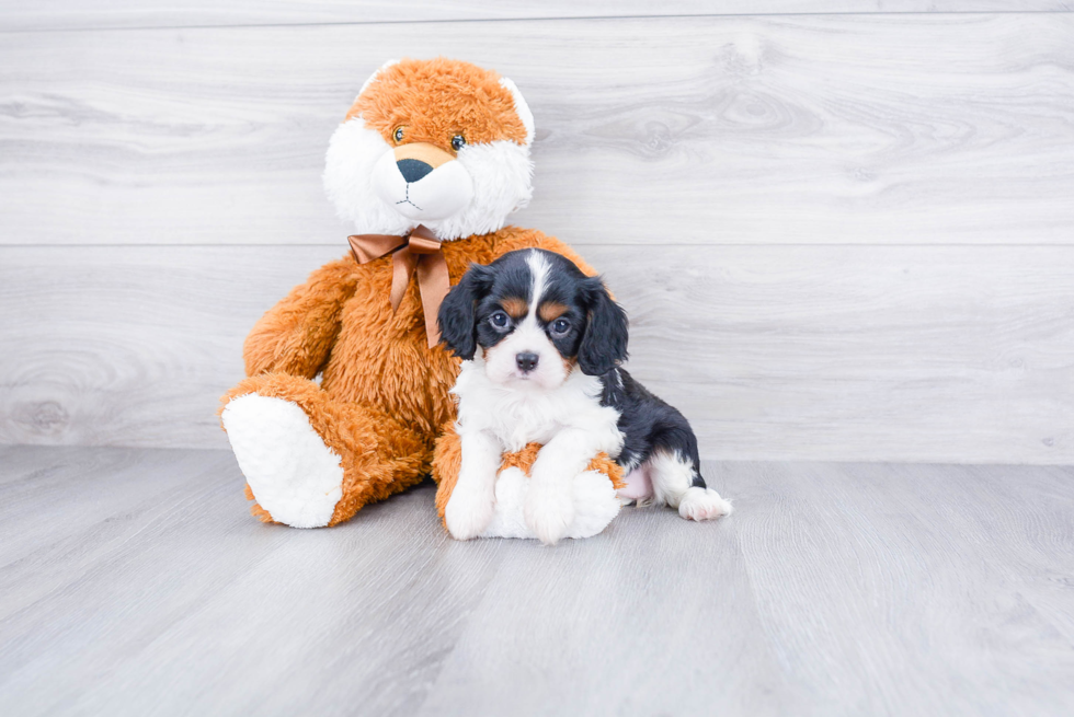 Playful Cavalier King Charles Spaniel Purebred Pup