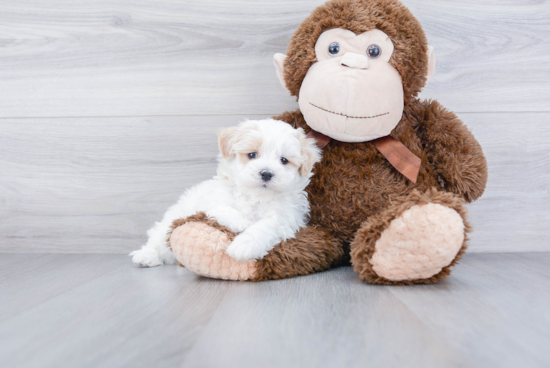 Maltipoo Pup Being Cute