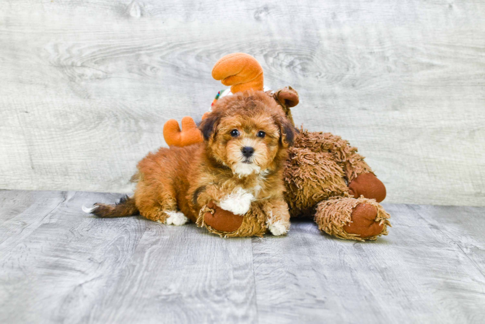 Small Havanese Baby