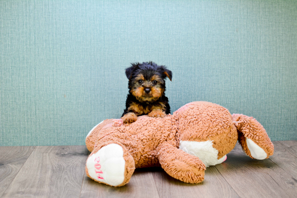 Meet Jeremy - our Yorkshire Terrier Puppy Photo 