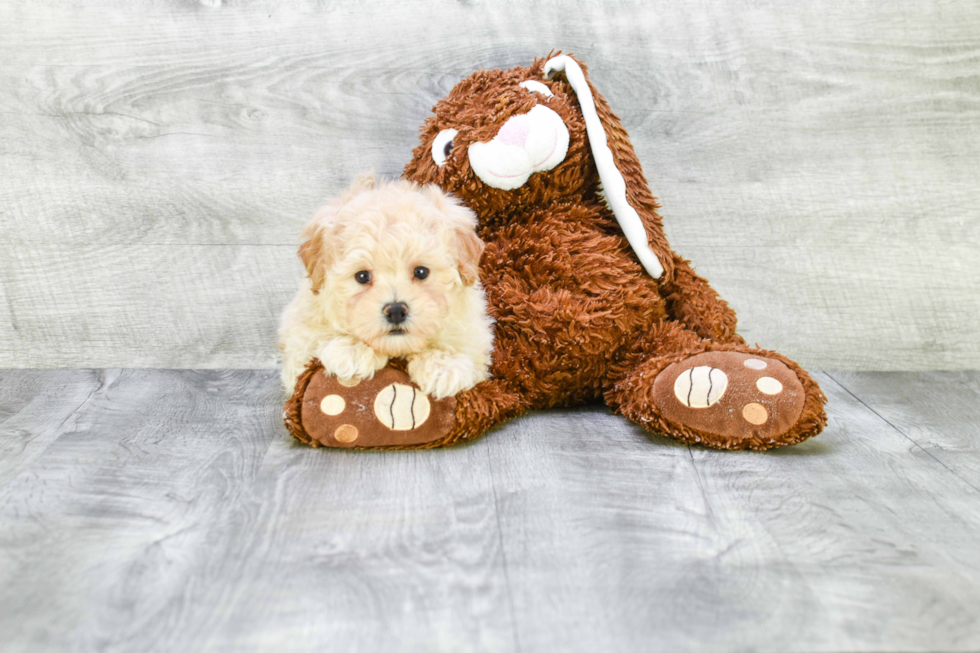 Maltipoo Puppy for Adoption