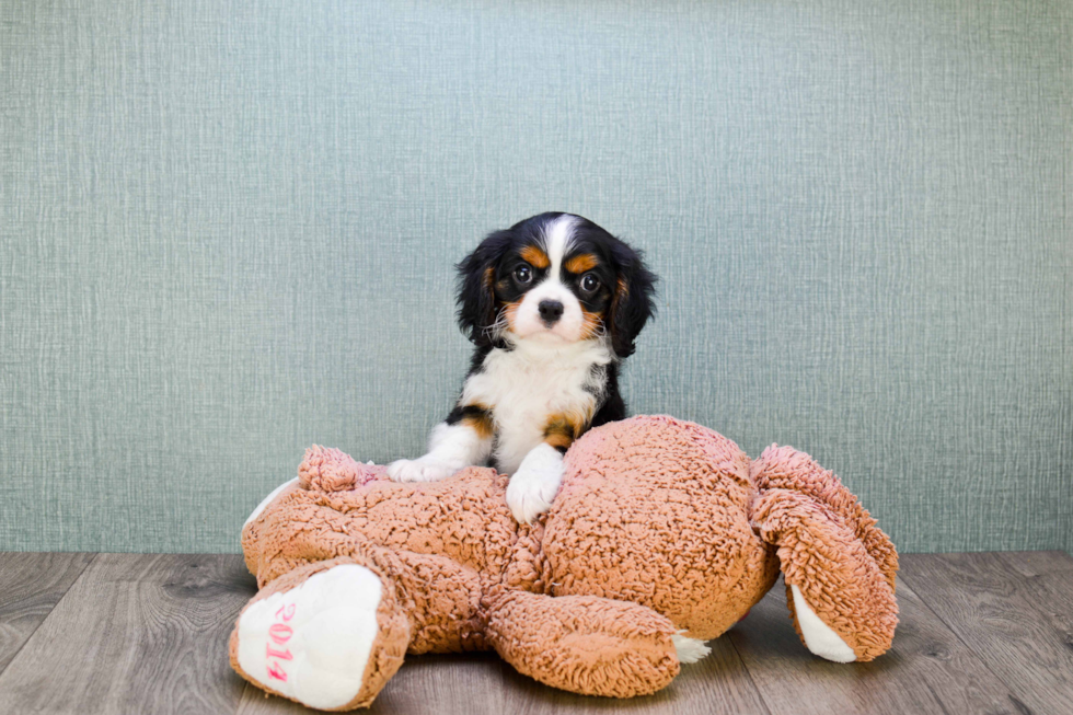 Cavalier King Charles Spaniel Puppy for Adoption