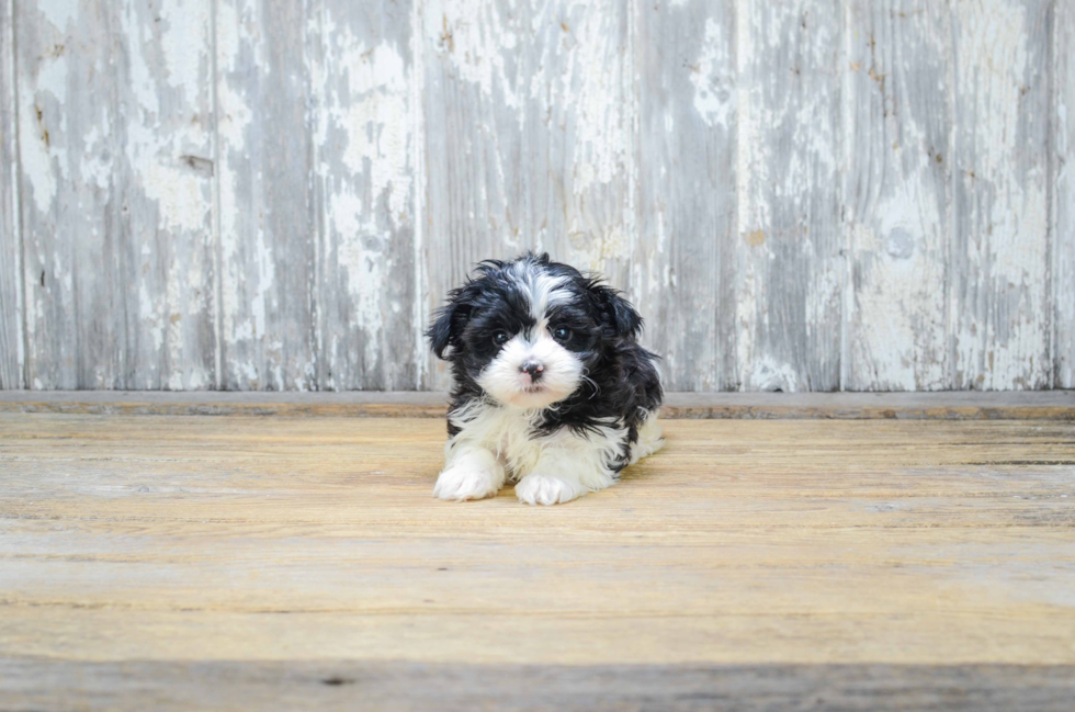 Best Morkie Baby