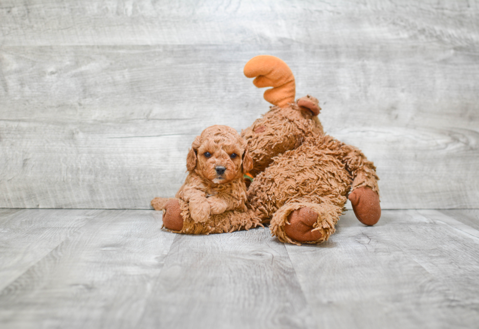 Cute Cavapoo Baby