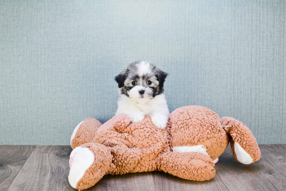 Havanese Pup Being Cute