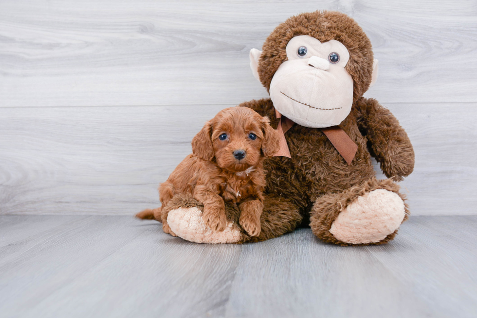 Small Cockapoo Baby