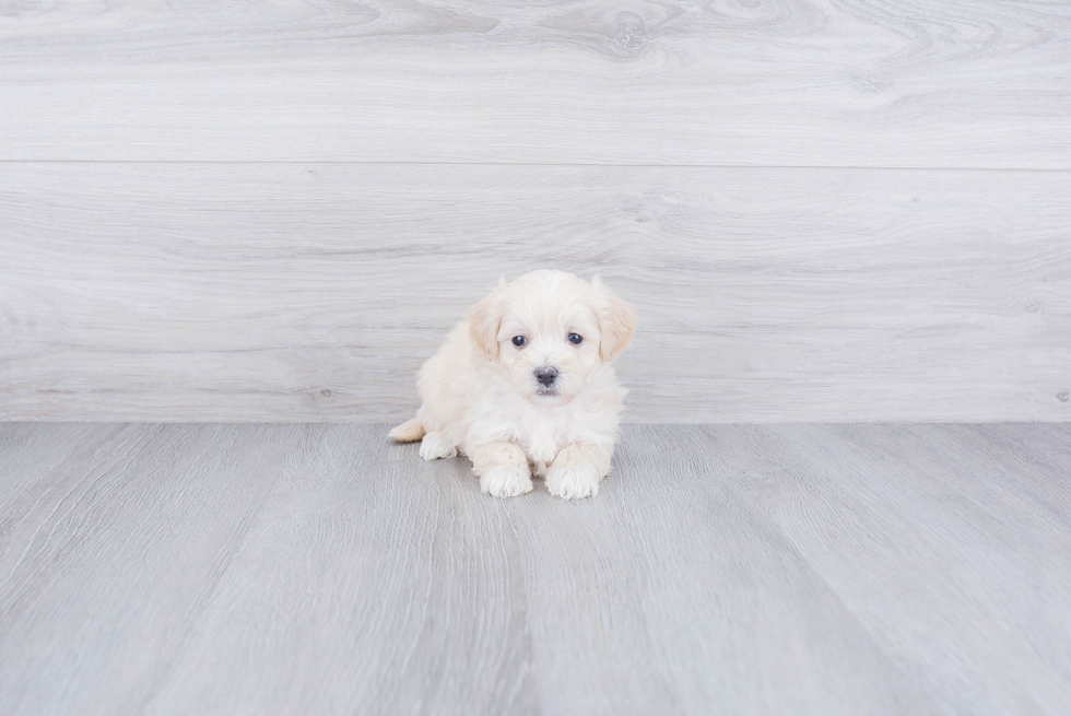 Popular Maltipoo Poodle Mix Pup