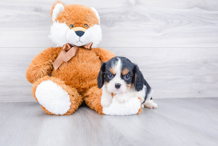 Cavalier King Charles Spaniel Puppy for Adoption