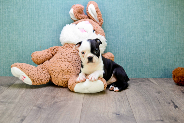 Playful Boston Terrier Purebred Pup