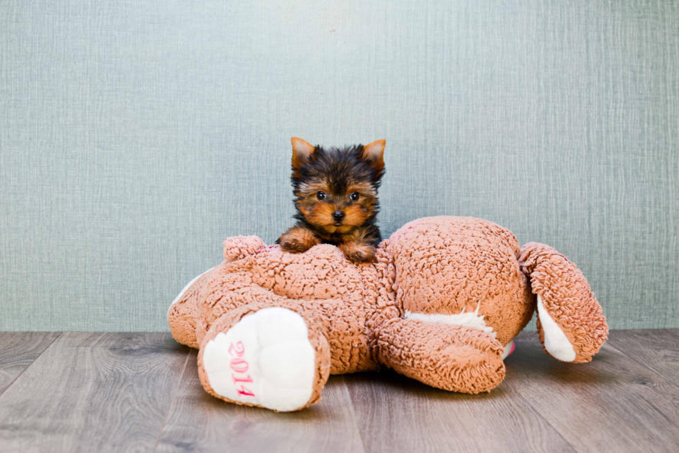 Meet Heidi - our Yorkshire Terrier Puppy Photo 