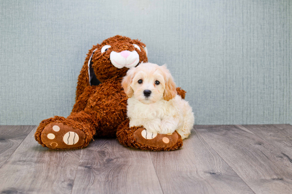 Friendly Maltipoo Baby