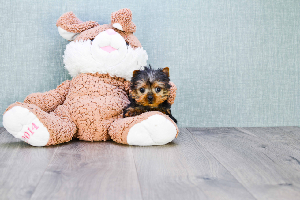 Meet Sergio - our Yorkshire Terrier Puppy Photo 