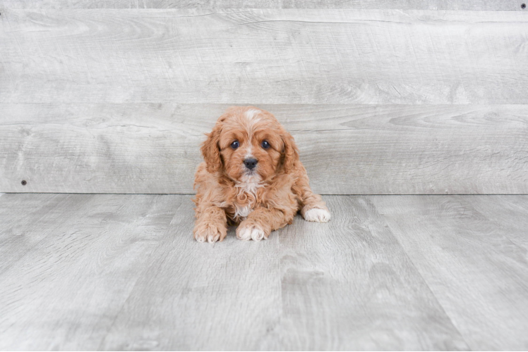 Popular Cavapoo Poodle Mix Pup