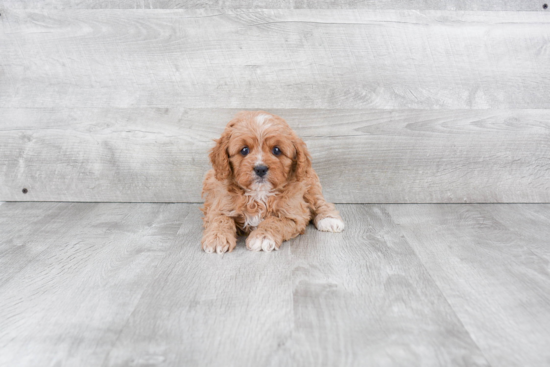 Popular Cavapoo Poodle Mix Pup