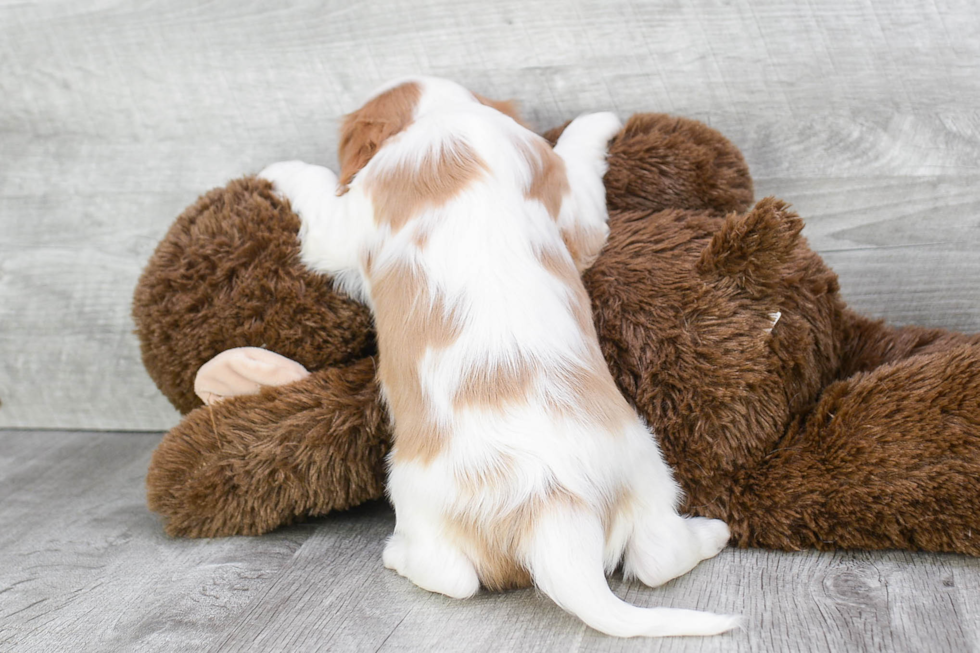 Little Cavalier King Charles Spaniel Purebred Pup