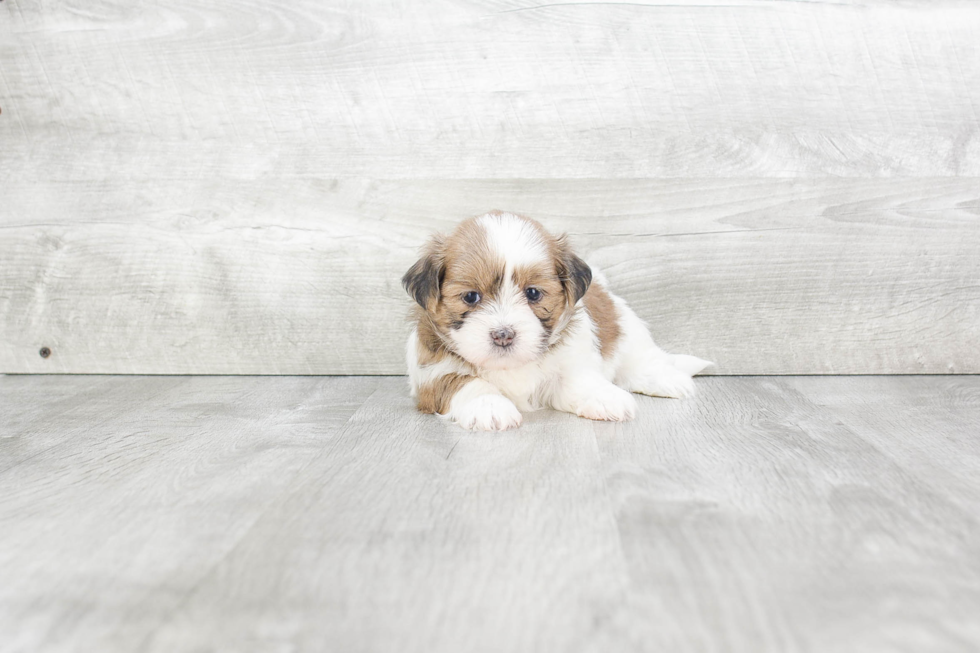 Smart Havanese Purebred Puppy