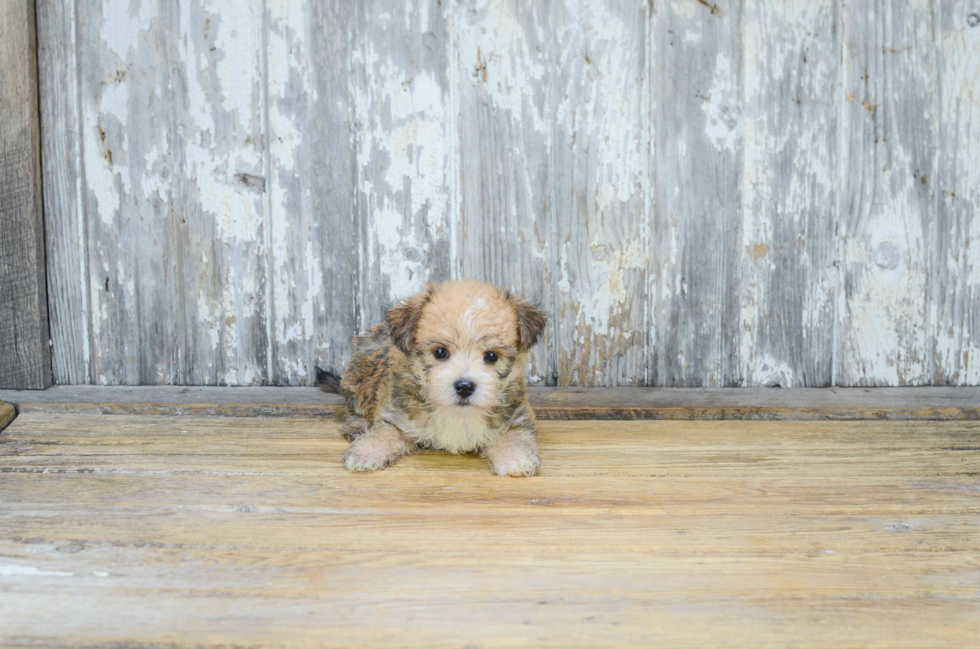 Happy Morkie Baby