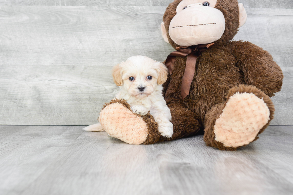 Maltipoo Puppy for Adoption