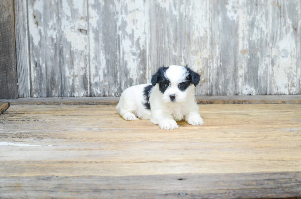 Morkie Pup Being Cute