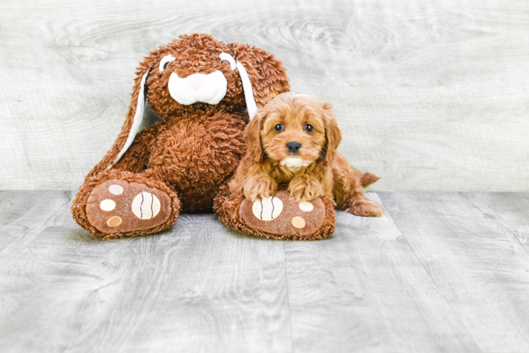 Popular Cavapoo Poodle Mix Pup