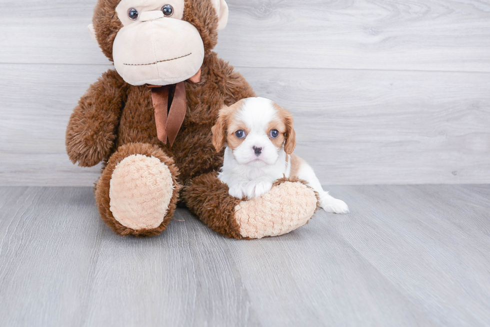 Petite Cavalier King Charles Spaniel Purebred Puppy