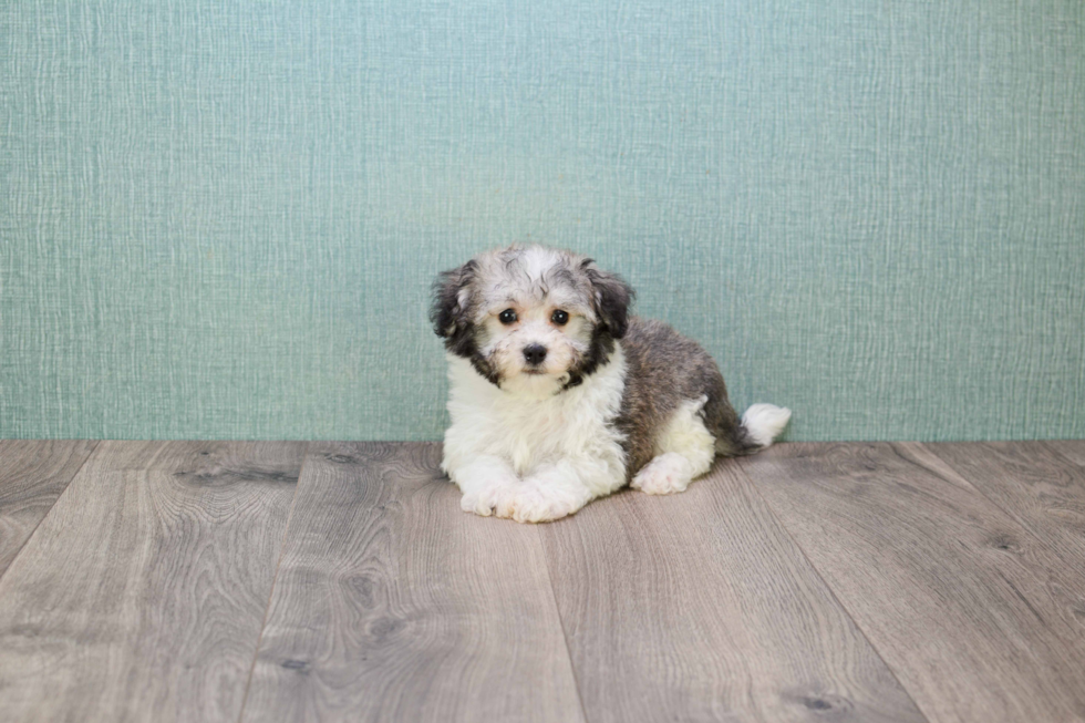 Havanese Puppy for Adoption