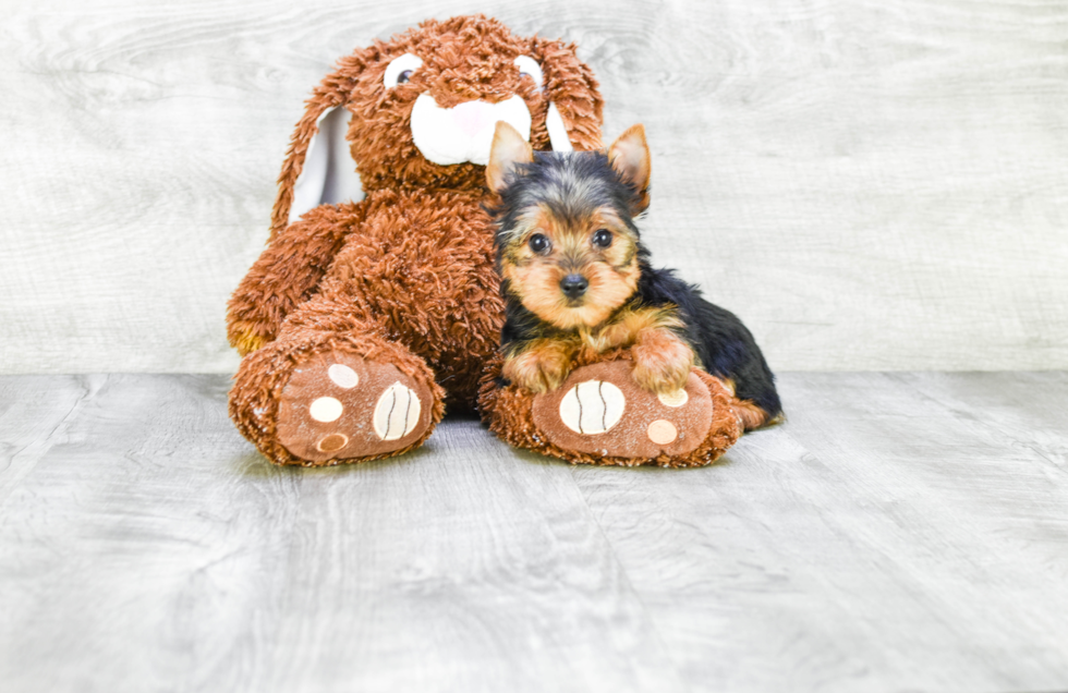 Meet Steph - our Yorkshire Terrier Puppy Photo 