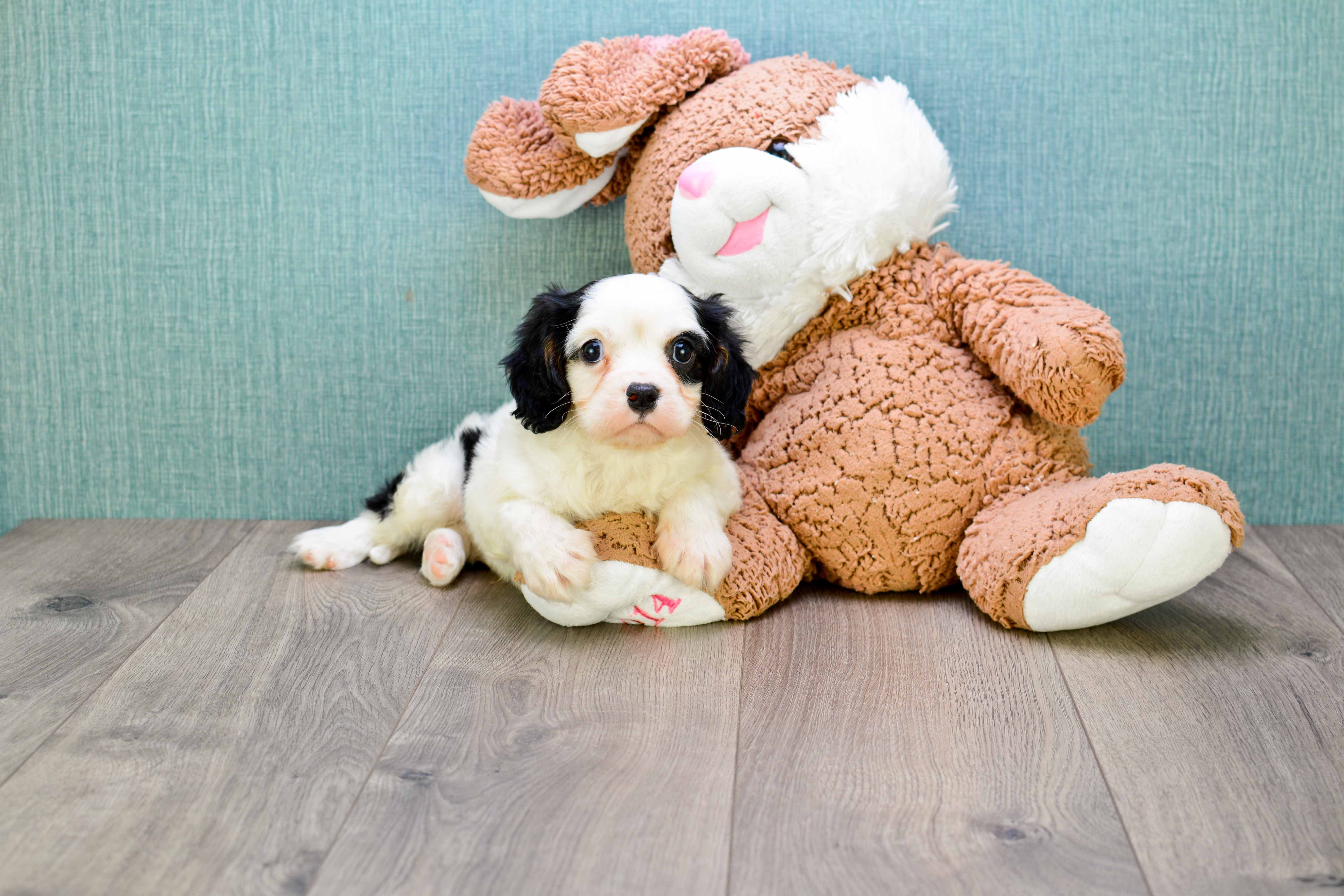 Cavalier King Charles Spaniel Puppy for Adoption