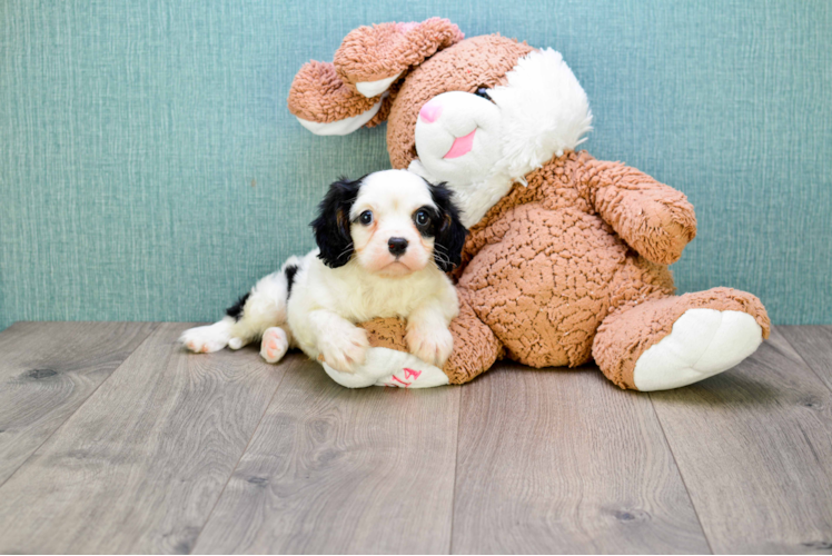 Cavalier King Charles Spaniel Puppy for Adoption